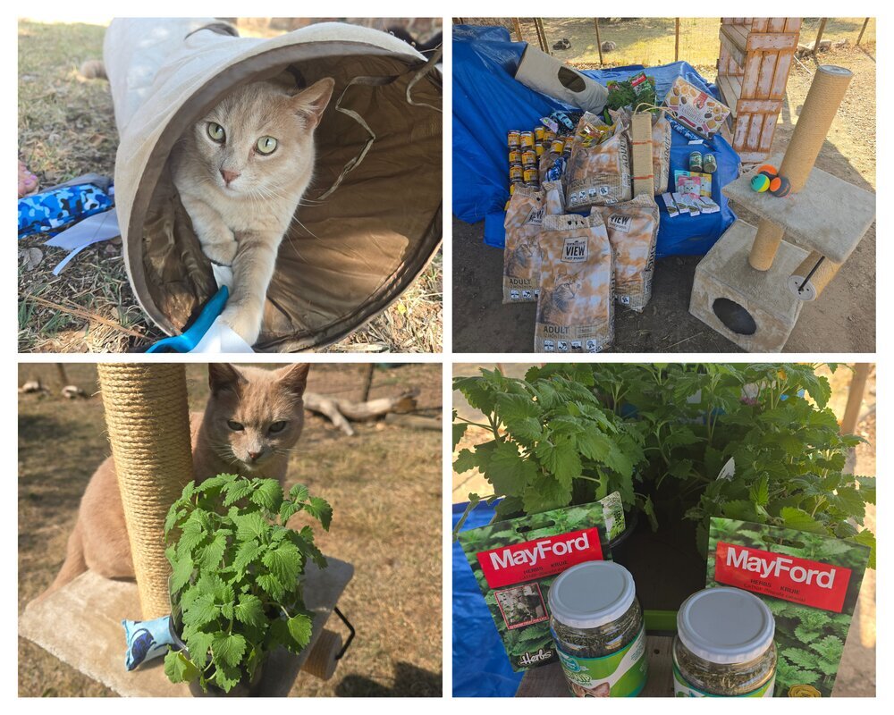 Meow Paws-Abilities Cat Sanctuary